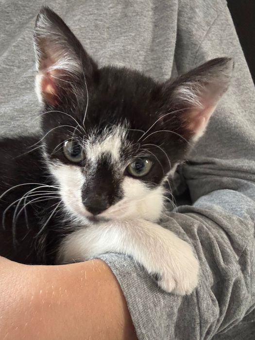 Dau spre adopție o pisicuță