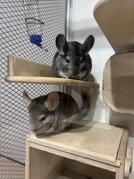 Продам шиншилл девочки