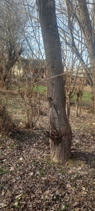 Tol o'tin yoki beshik yasash uchun tol bor 3 dona katta