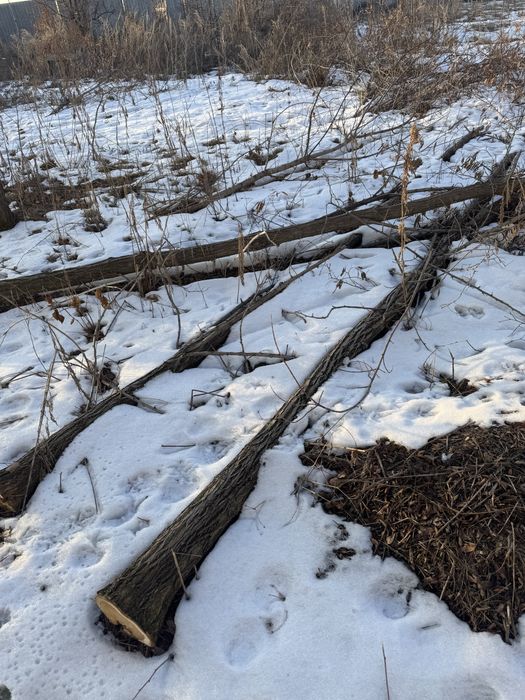 Карагач дрова продам