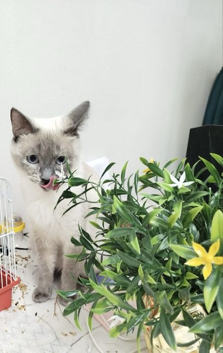 Передам в добрые руки кошечку