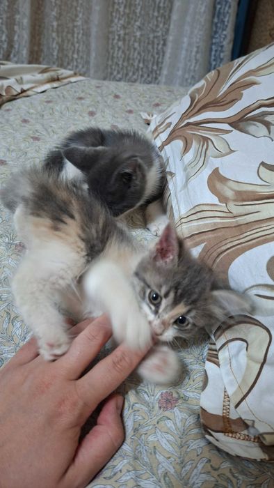 Отдам даром котят