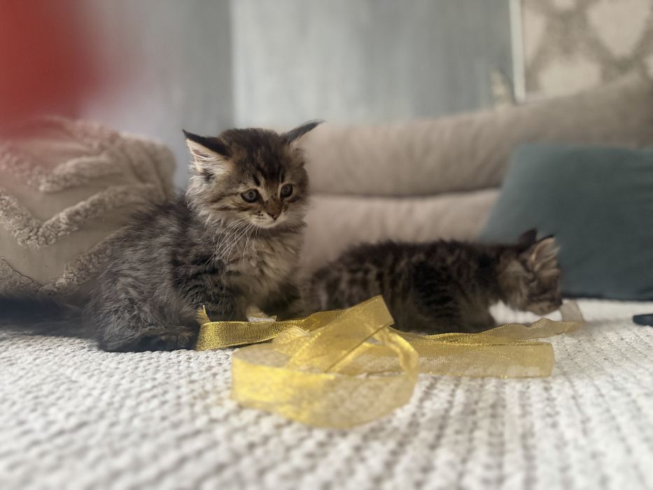 Отдаем котят в хорошие руки