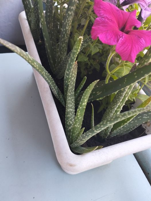 Продам Алоэ Вера.