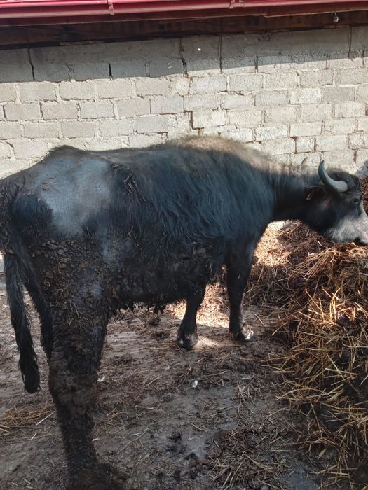 Vând bivolită gestantă