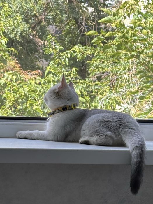 Котенок Скоттиш Страйт ( Шиншила)