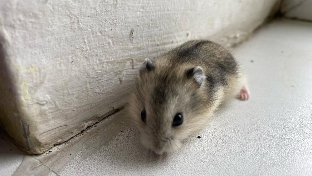 Хомяки джунгарские