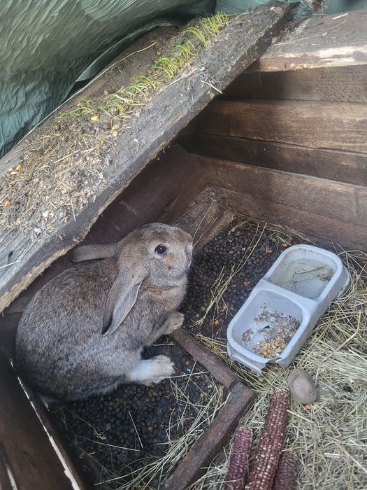 Vând toți iepurii  de se văd în poză