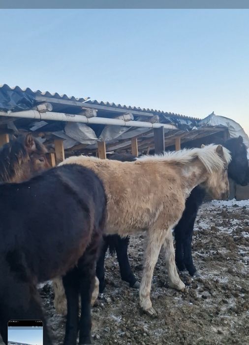 Продам двоих жеребят 10 месячные мальчик и девочка