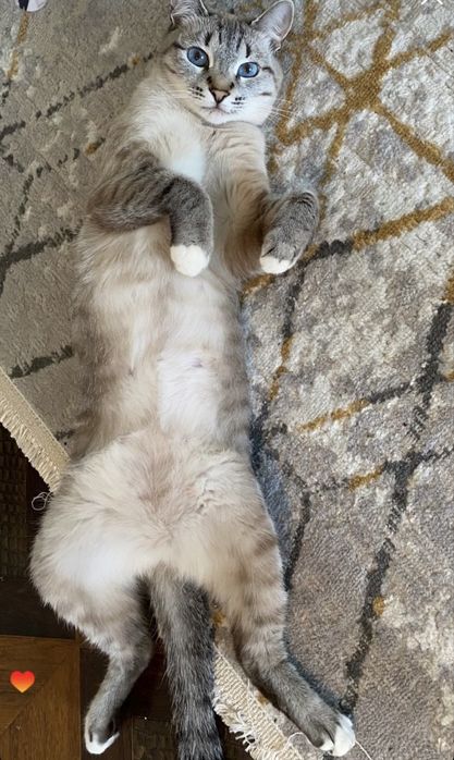 голубоглазая кошка в добрые руки!