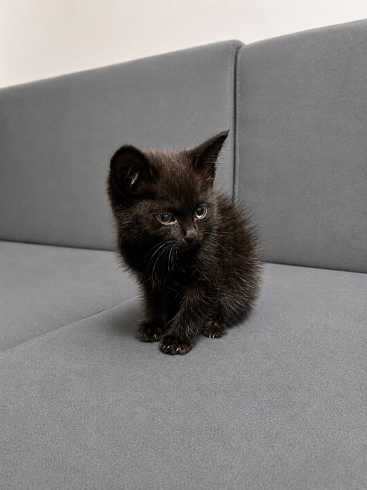 Котенок ищет дом!