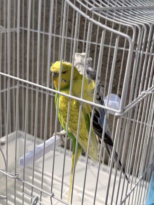Pereche matura papagali perusi hogoromo