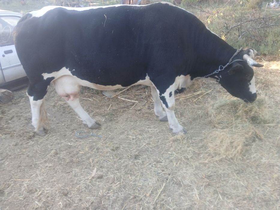 Vaca gestanta cu vitea de 4 luni