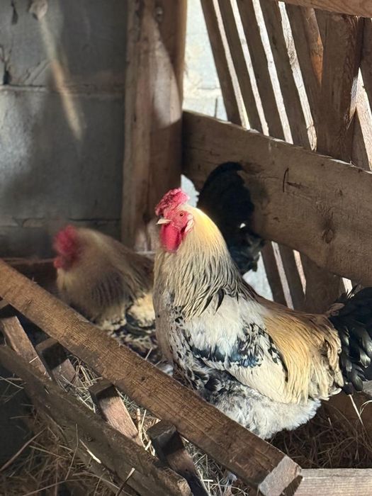 Продам петухов..