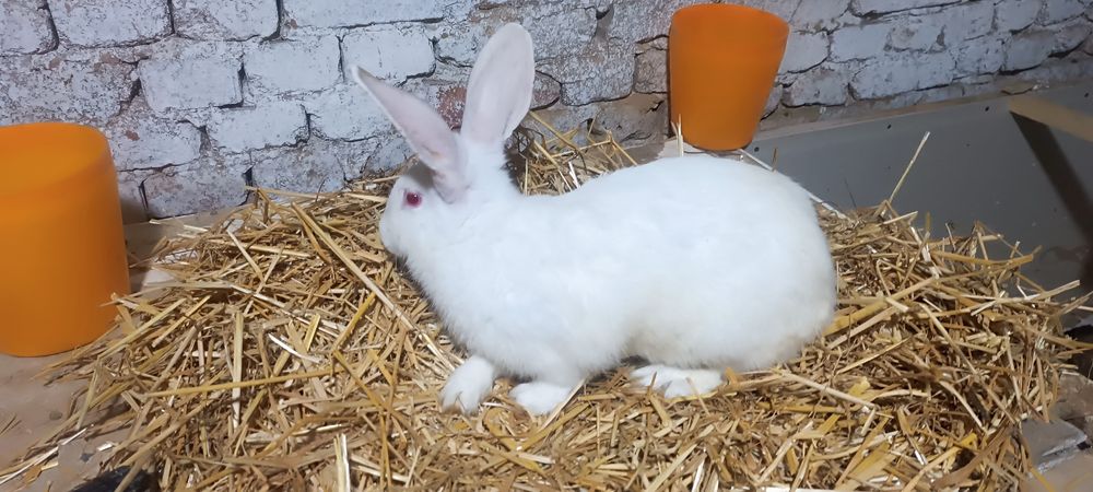 Продам кроликов 80000 сум за 1 кг