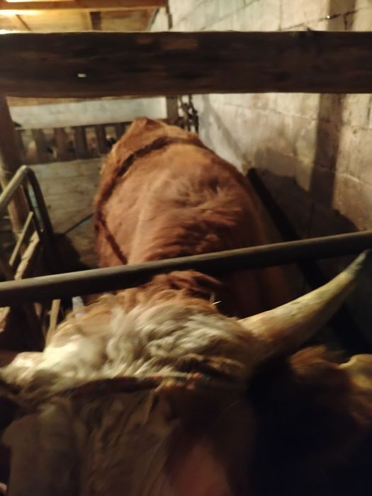 Продам бычков с откорма.