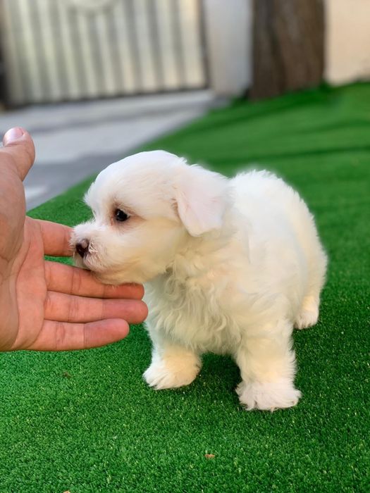 Bichon maltez mini toy