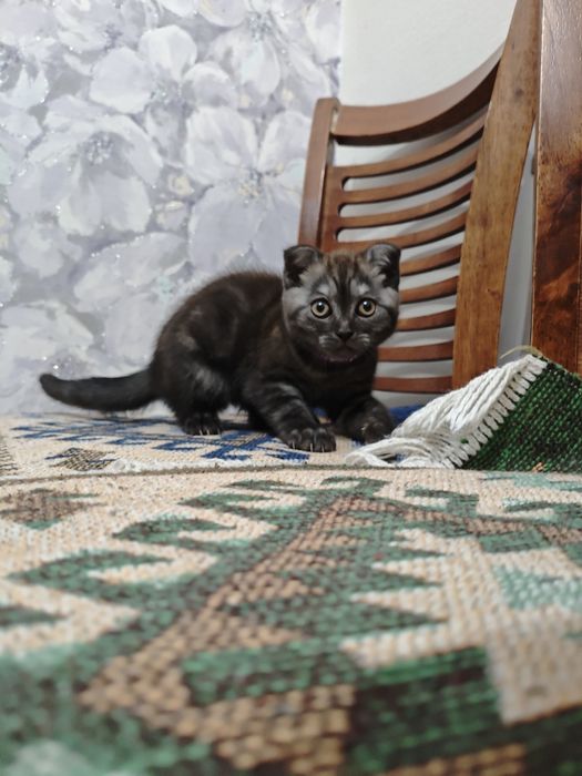 Продам котенка скотиш фолд