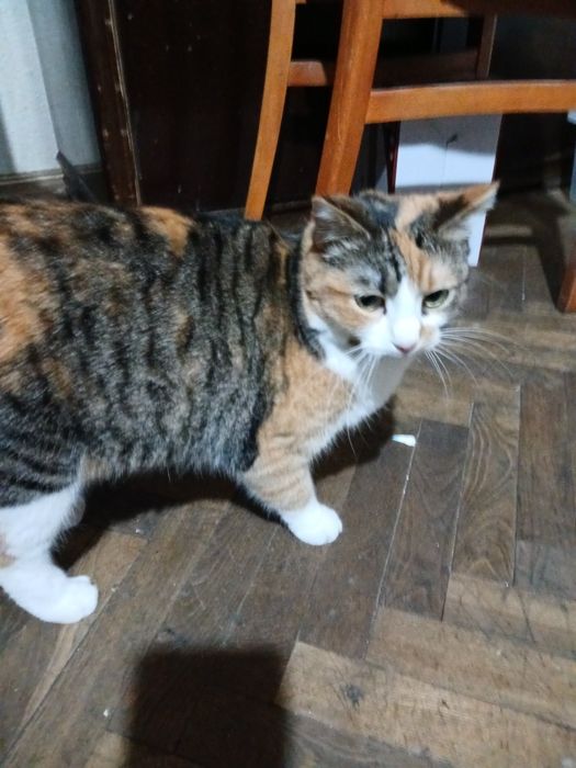 Adoptie pisica van turcesc calico kia