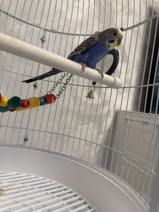 Продам попугая с клетокой