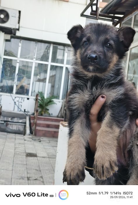 Toza qonlik Afcharka kuchuklari sotiladi