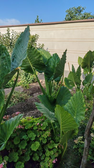 Yirik Alocasia ("Fil qulog'i") O'simliklari