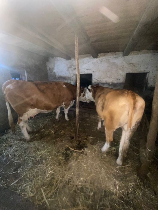 Jurinca de un an și opt luni gestantă în 3 luni provine din mama foarte bună de lapte 8800 lei tel 0748527431