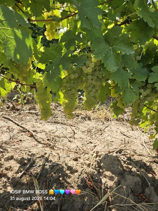Vand struguri de vin