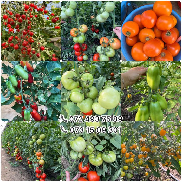 Vand rasad rosii,vinete,ardei, rasaduri plante aromatice și flori