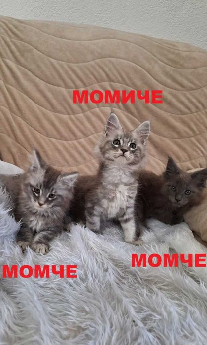 Котенца Мейн Куун