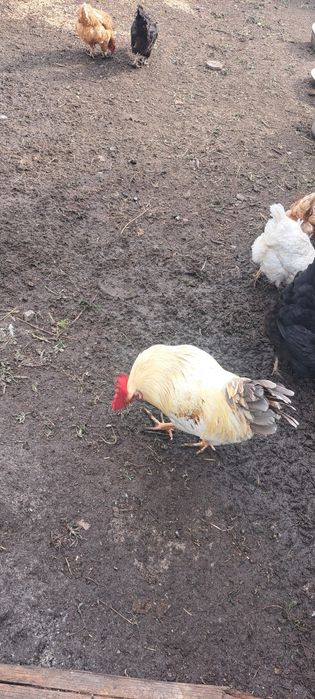Продам домашних петухов
