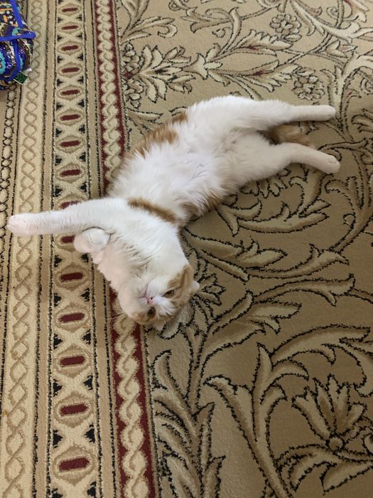 Scotish Fold Britan Barsik