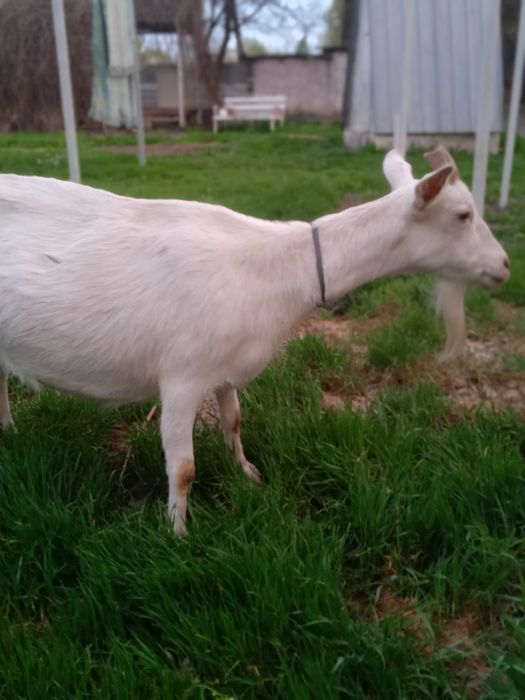 130 000 коза зааненская