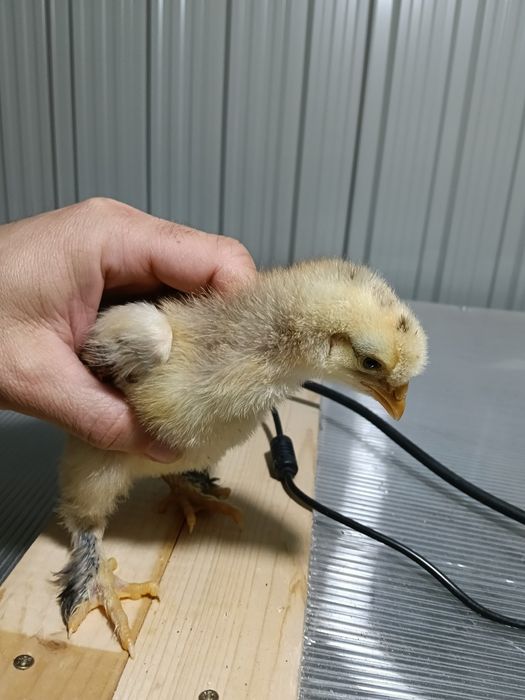 Pui moțați bărboși frezați incaltati+ pereche marans