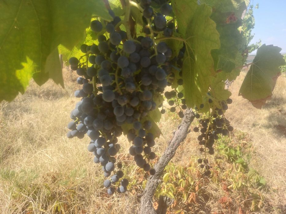 Struguri negri Burgund