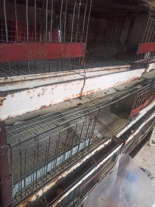 Juja boqish uchun setka sotiladi