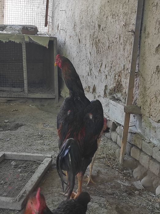 Zotli xoʻroz sotiladi