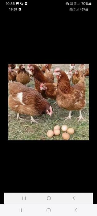 Vand gaini rosii outoare