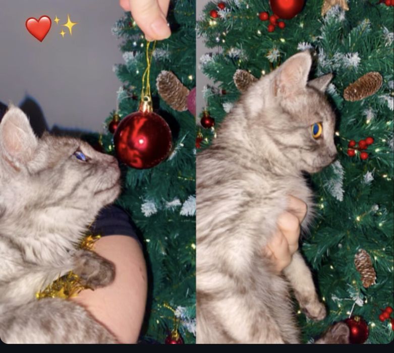 Продам кота 20 тыс