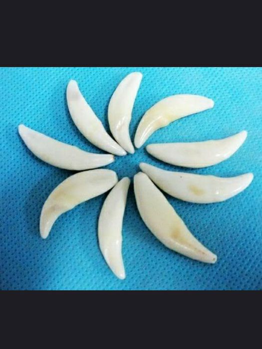 1 buc. 35-40 mm: Colț de lup folosit ca piatra de agata la slefuit aur