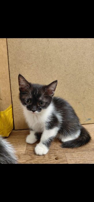 Котята в добрые руки.