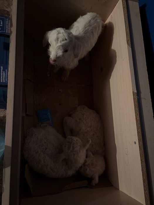 Орыс ешкілер сатылады