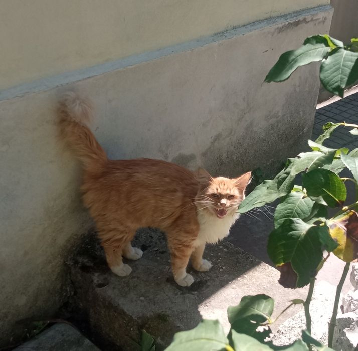 Подарявам красиви котета