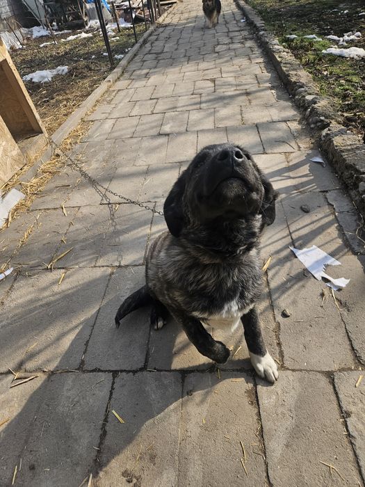 Собачка 4 месяца