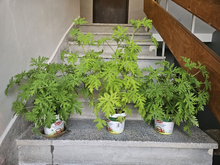 Нови Индришe за  лечение и дезинфекция