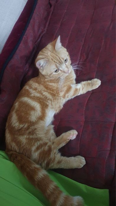 Продается кошка Манчкин