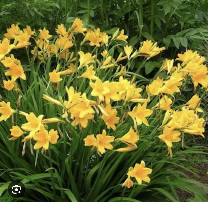 Лилейник желтый раннецветущий