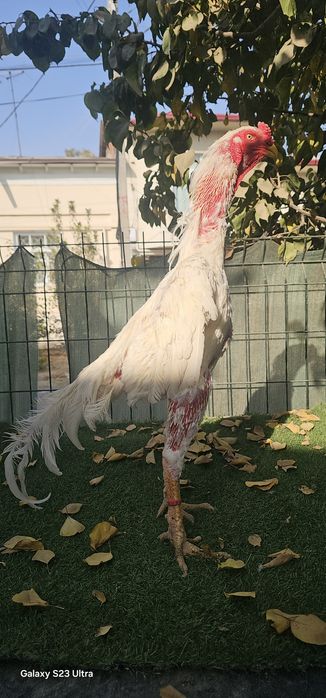 Tagidagi kementariyani oqib tel qilin .Nems o shamo 100%