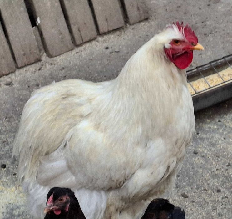 Cocos cochi de vanzare