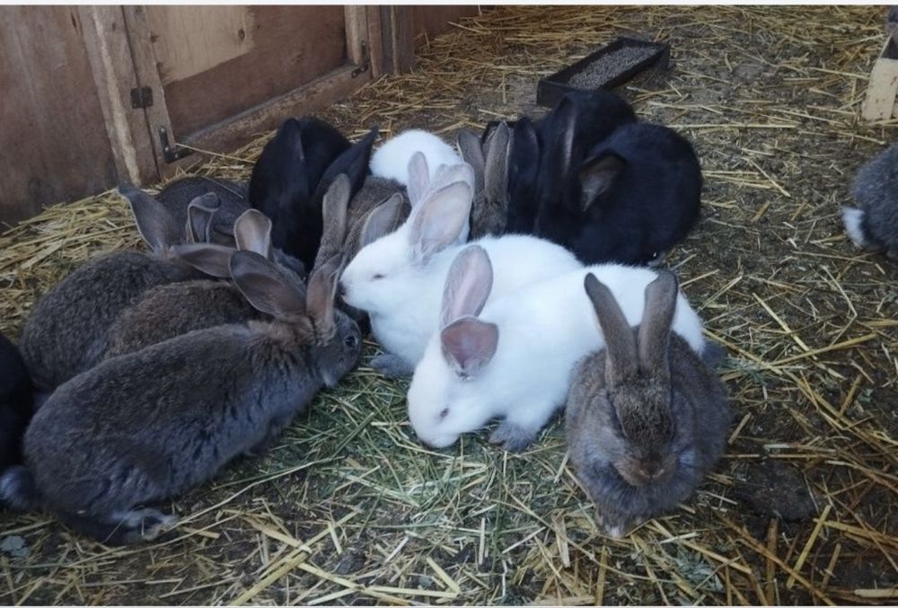 Продам кроликов